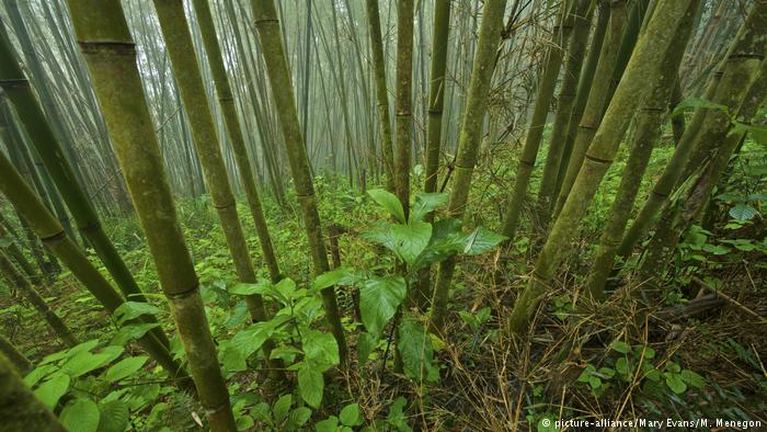 bamboo