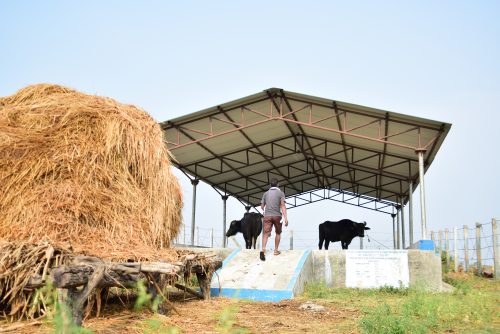 Page 8-option 2-Raised community livestock shed Raised livestock shed, Nepal. Photo by Archana Gurung, Practical Action.