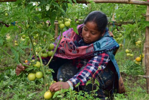 The road to Belém: Elevating adaptation finance