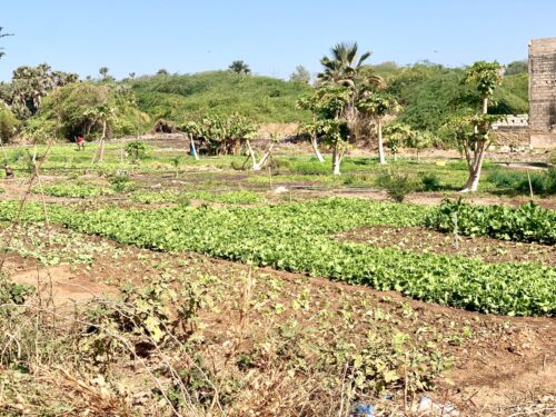 Nature-based solutions in Thiès, Senegal: A local response to urban flooding