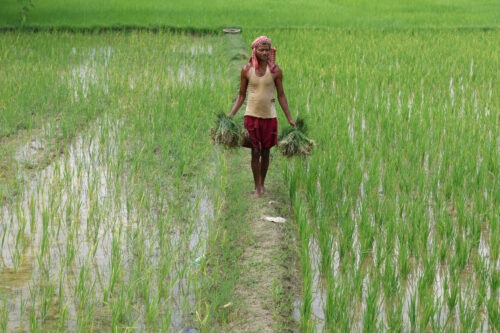 Pathways to locally led adaptation: Lessons for effective climate resilience finance