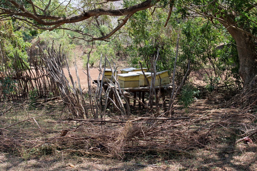 A sweeter future: beehives help women in Kenya endure floods and drought